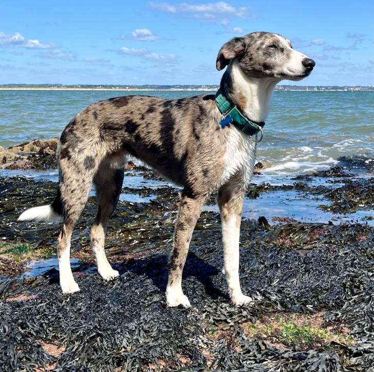 Un Lurcher sur une berge et portant un collier autour du cou