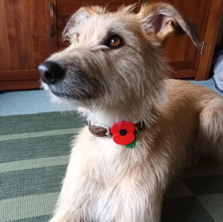 Un Lurcher allongé sur un tapis et portant un collier autour du cou