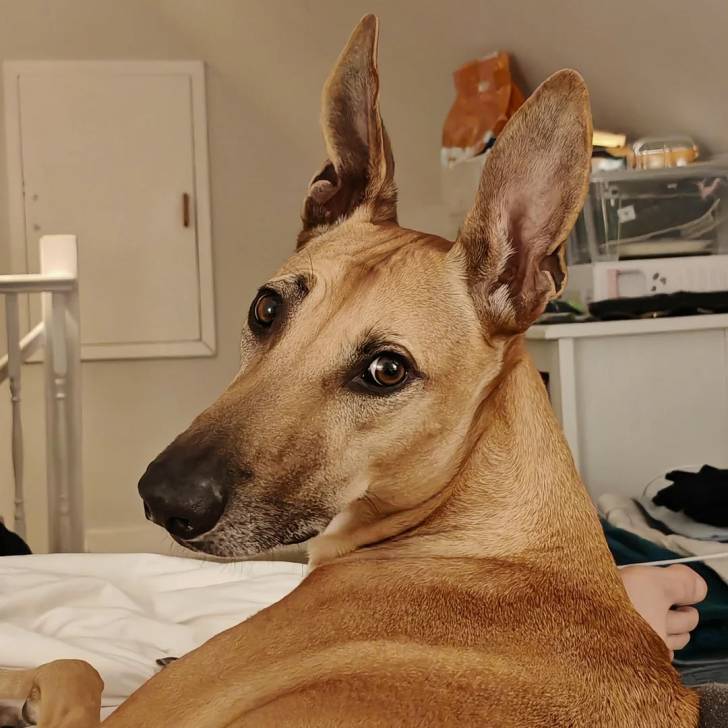 Un Lurcher allongé sur un lit et regardant vers la caméra 
