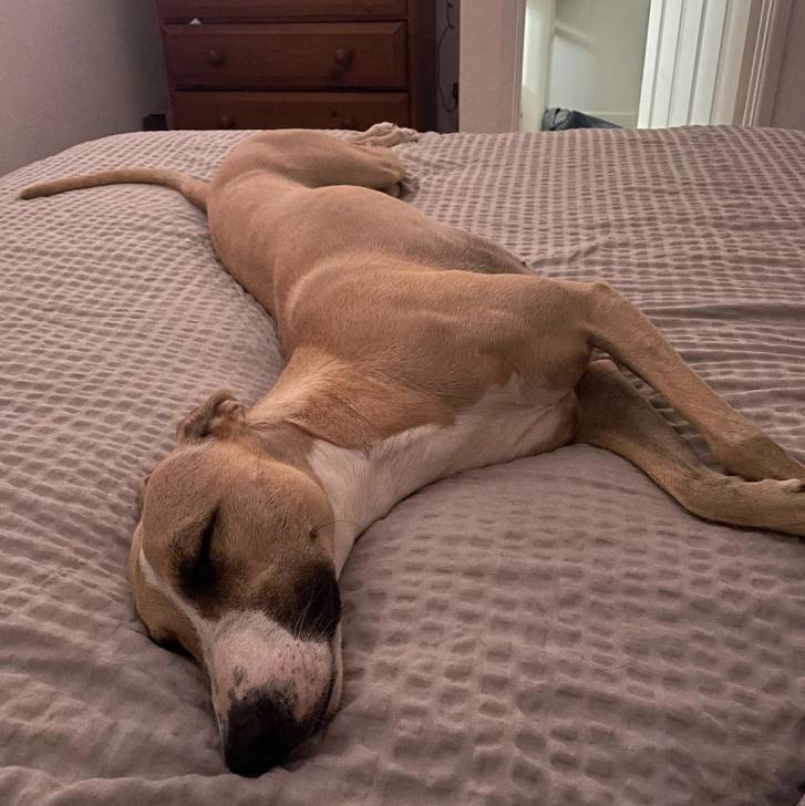 Un Lurcher allongé sur un lit et semblant dormir 