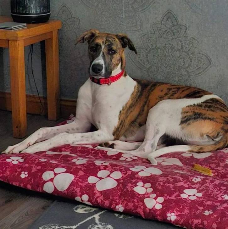 Un Lurcher allongé sur un lit pour chien et portant un collier autour du cou