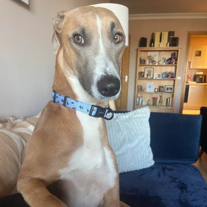 Un Lurcher assis sur un canapé et portant un collier autour du cou