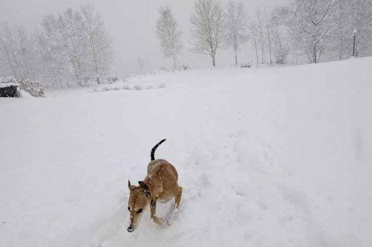 Un Lurcher courant sur une surface enneigée et portant un collier autour du cou