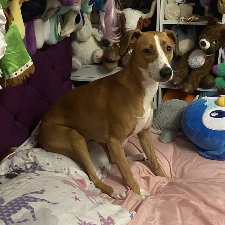 Un Lurcher assis sur un lit et regardant vers la caméra 