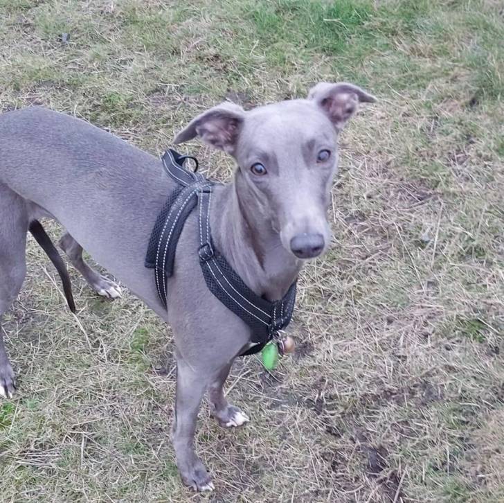 Un Lurcher regardant vers la caméra et portant un harnais 