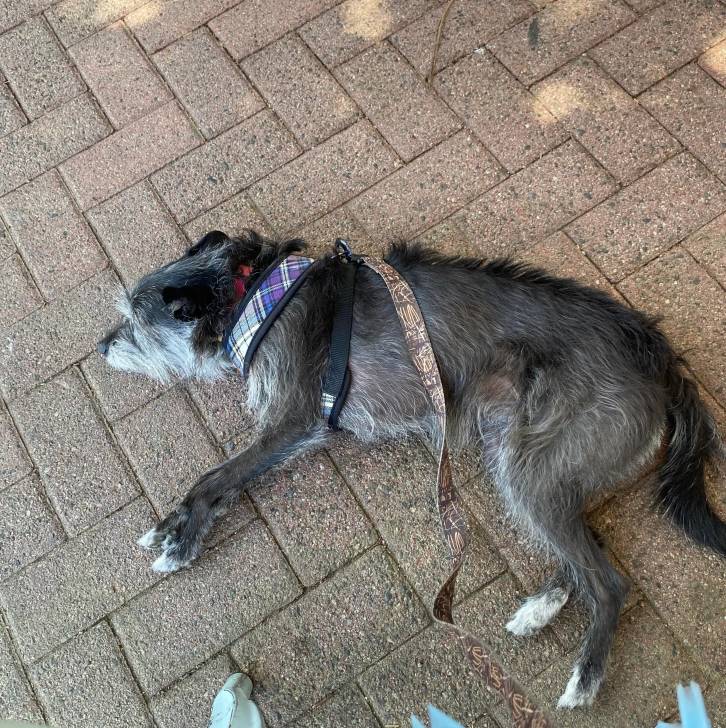 Un Lurcher allongé sur un sol pavé et portant un harnaus 