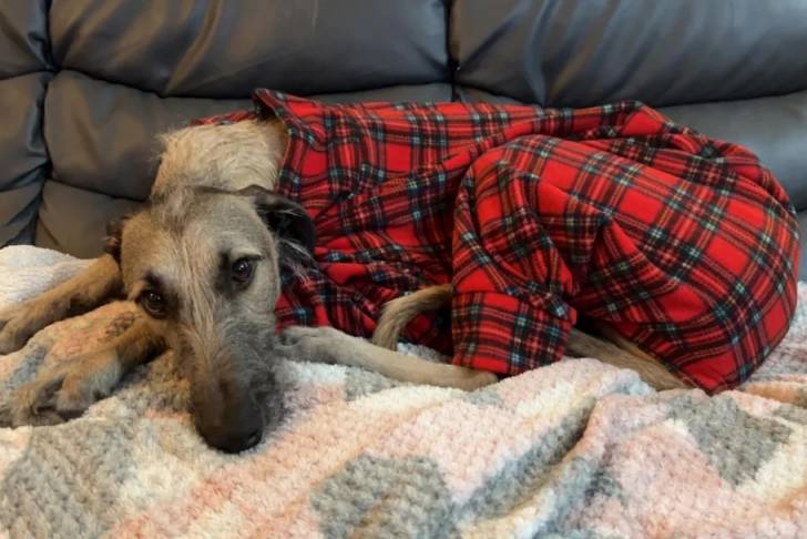 Un Lurcher allongé sur un canapé et portant un habit pour chien 
