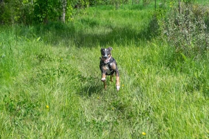 Un Lurcher courant sur une surface herbacée et portant un harnais 