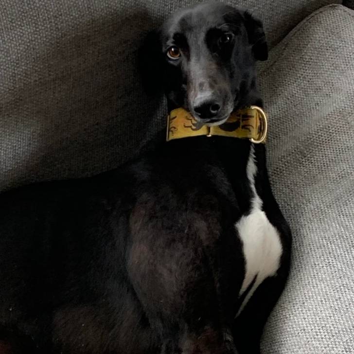 Un Lurcher allongé sur un canapé et portant un collier autour du cou