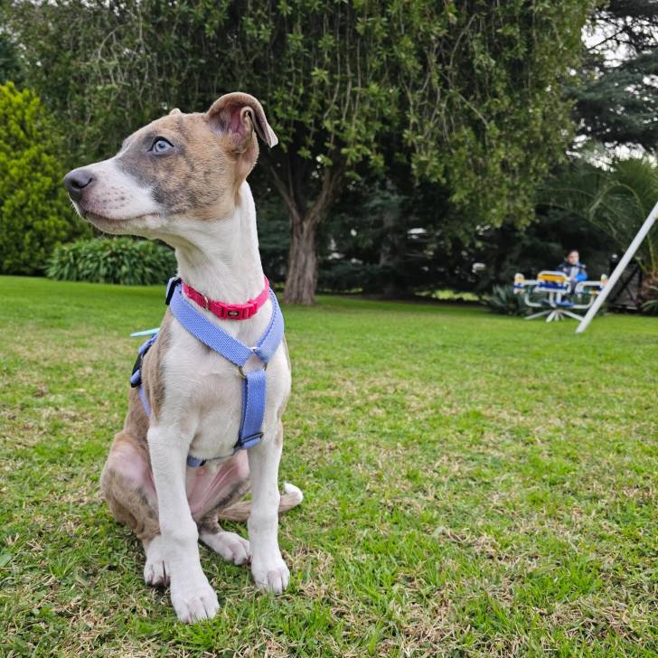 Un Lurcher assis sur une surface gazonnée et portant un harnais 