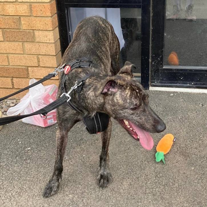 Un Lurcher sur une surface bétonnée et qui est tenu en laisse 
