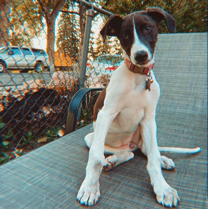 Un Lurcher assis sur un transat et portant un collier autour du cou
