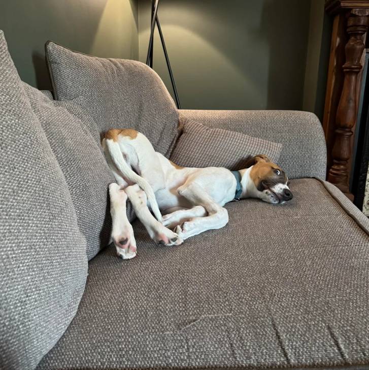 Un Lurcher allongé sur un canapé et portant un collier autour du cou