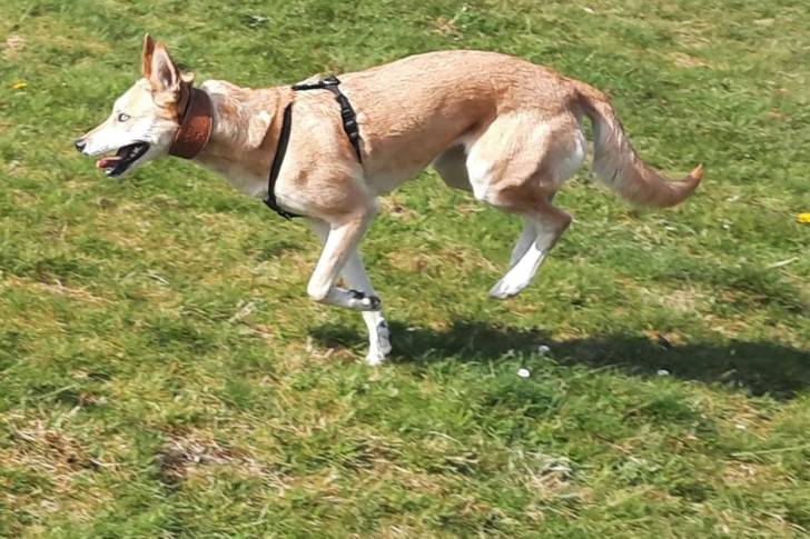 Un Lurcher courant sur une surface bétonnée et portant un harnais 