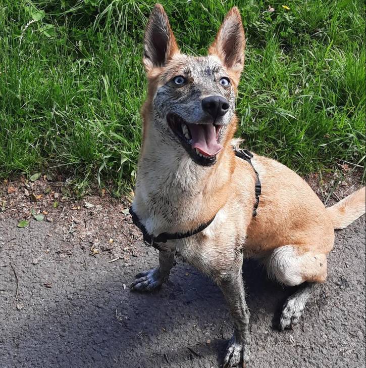 Un Lurcher ayant la gueule ouverte et portant un harnais 