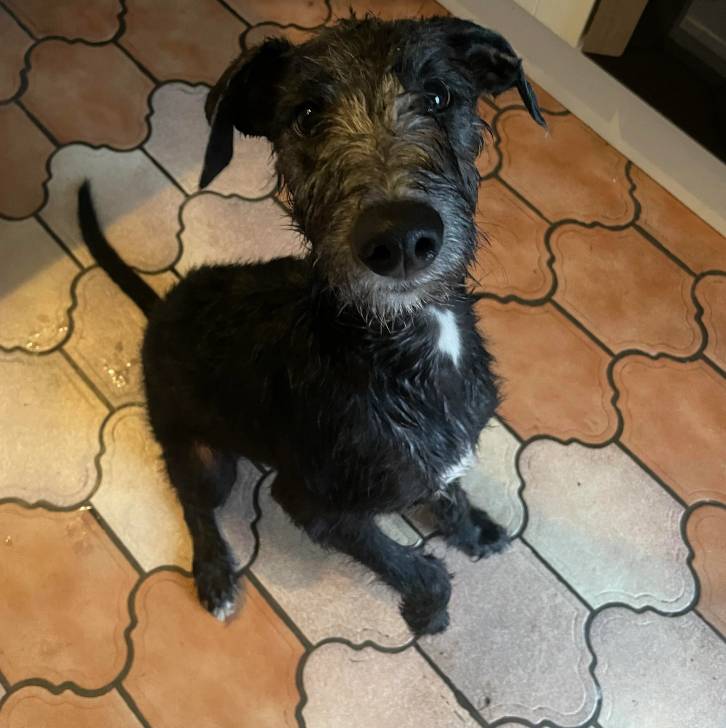 Un Lurcher assis sur un sol pavé et regardant vers la caméra