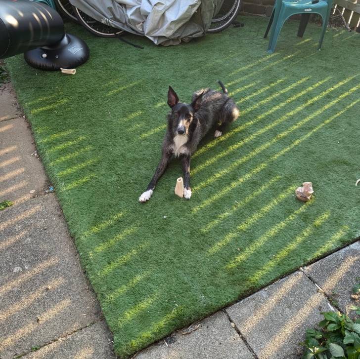 Un Lurcher allongé sur du gazon synthétique et regardant vers la caméra 