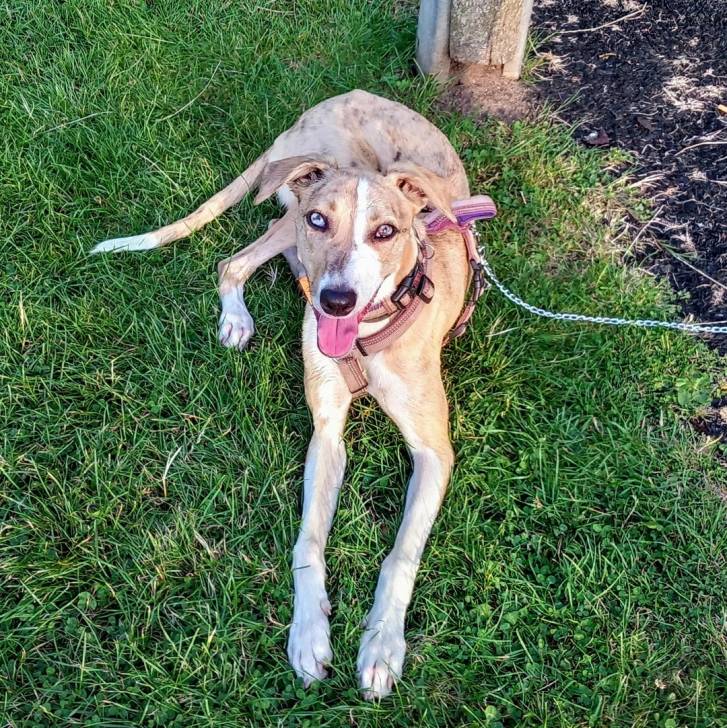 Un Lurcher allongé sur une surface gazonnée et qui est tenu en laisse 