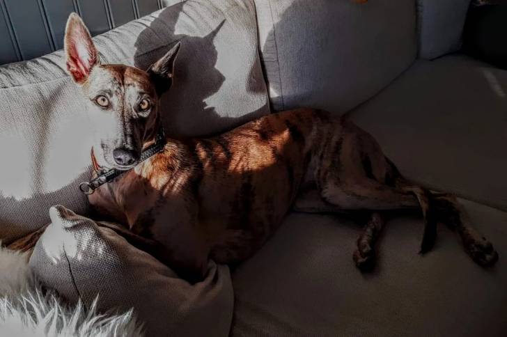Un Lurcher allongé sur un canapé et portant un collier autour du cou