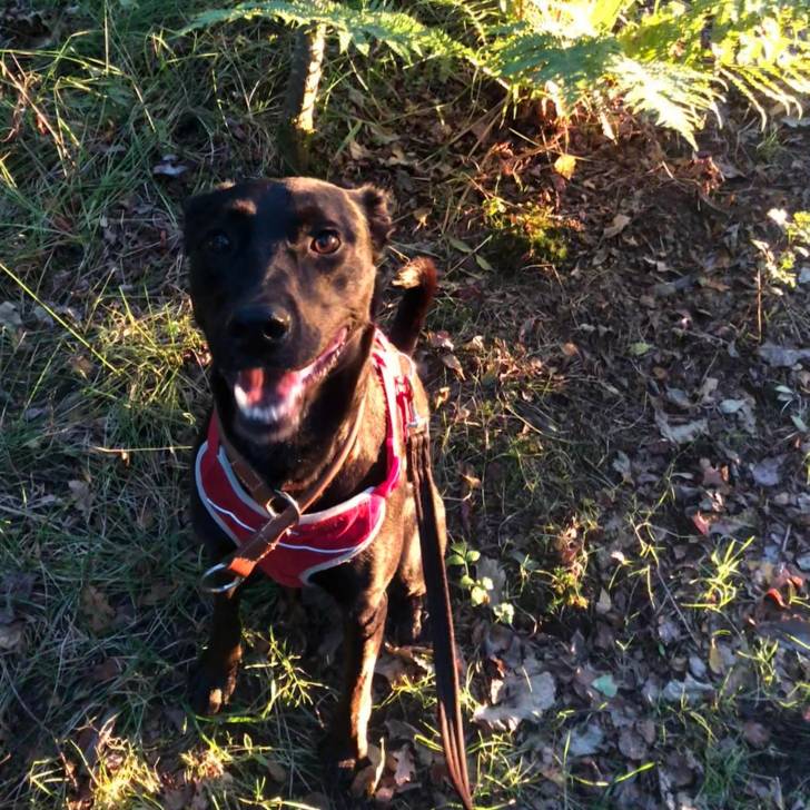 Un Lurcher assis sur une surface herbacée et qui est tenu en laisse 