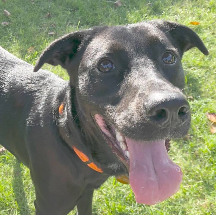 Un Lurcher ayant la langue pendante et portant un collier autour du cou