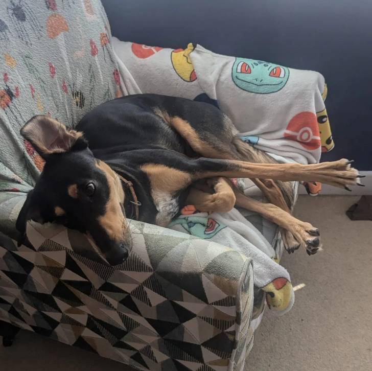 Un Lurcher allongé sur un canapé et portant un collier autour du cou