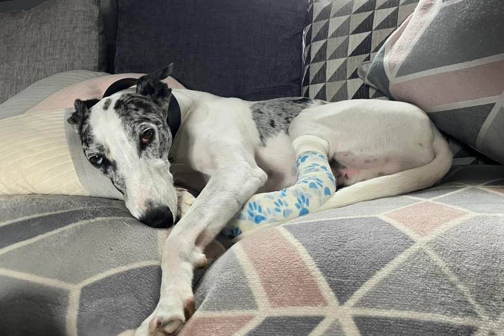 Un Lurcher allongé sur un canapé et portant un collier autour du cou