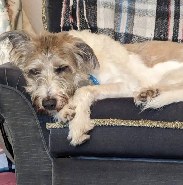 Photo Lurcher