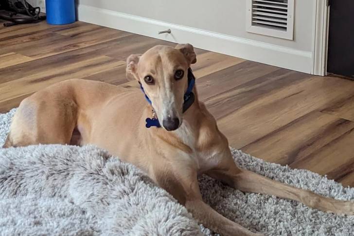 Un Lurcher allongé sur un tapis et portant un collier autour du cou