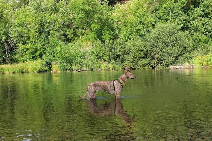 Profil d'un Lurcher dans l'eau et portant un harnais 
