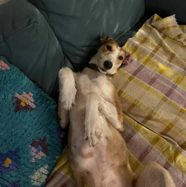 Un Lurcher allongé sur le dos sur un canapé et portant un collier autour du cou