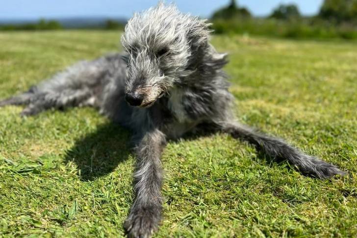 Un Lurcher allongé sur un terrain herbeux et semblant détendu 