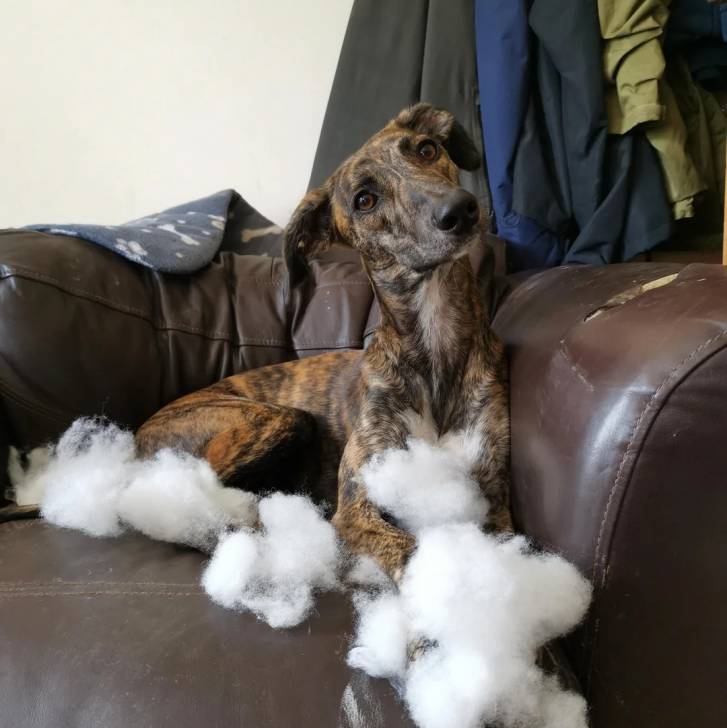 Un Lurcher allongé sur un canapé et semblant détendu 