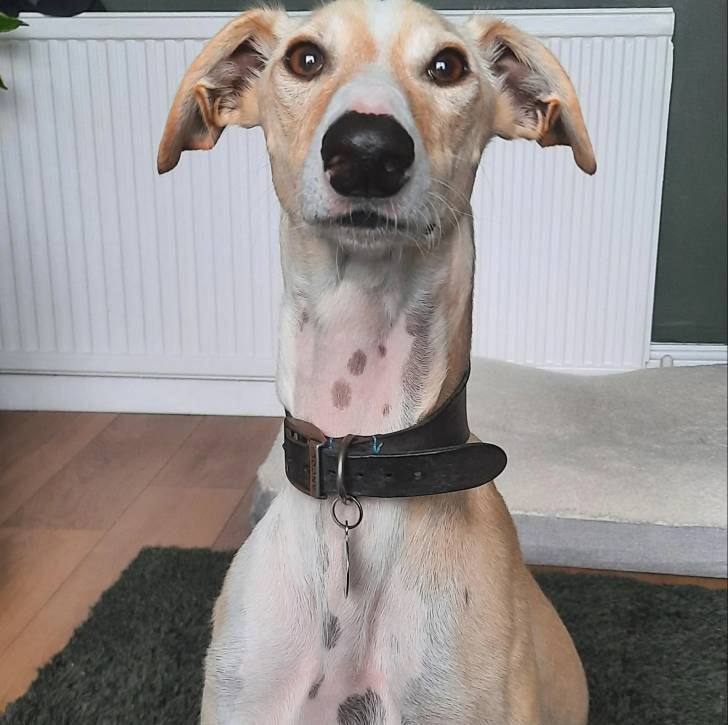 Un Lurcher assis sur un tapis et portant un collier autour du cou