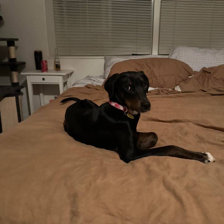 Un Lurcher allongé sur un lit et portant un collier autour du cou