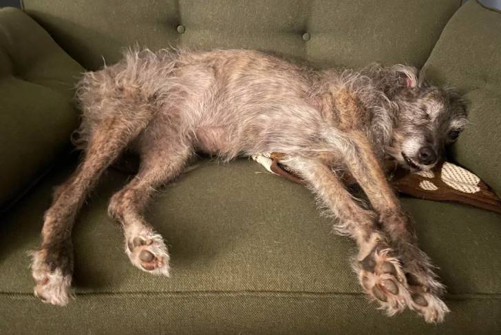 Un Lurcher allongé sur un canapé et semblant dormir 