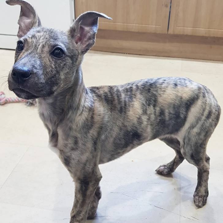 Un Lurcher sur une surface bétonnée et semblant détendu 