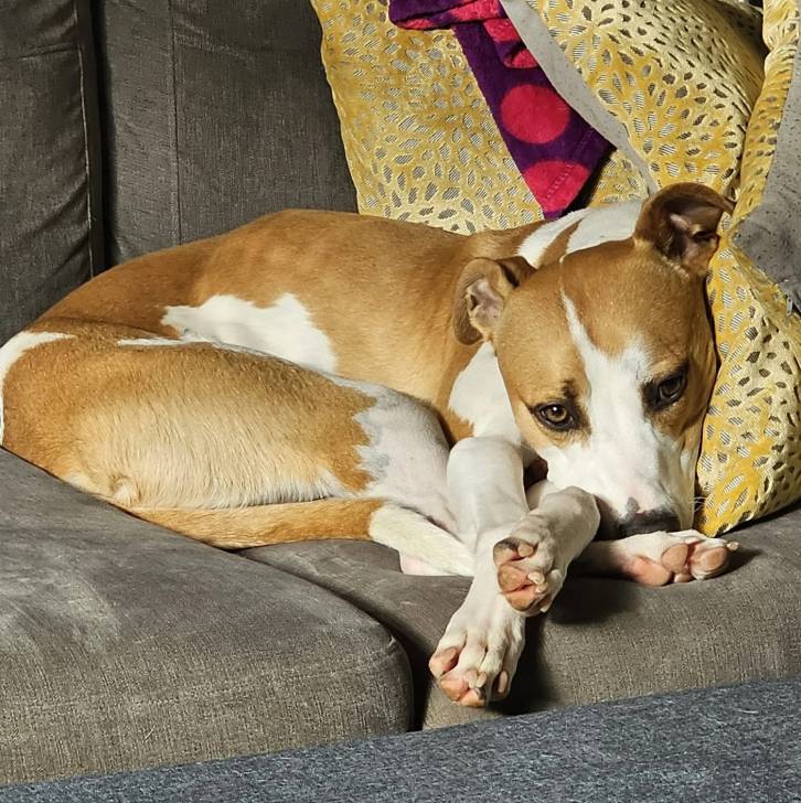Un Lurcher allongé sur un canapé et regardant vers la caméra 