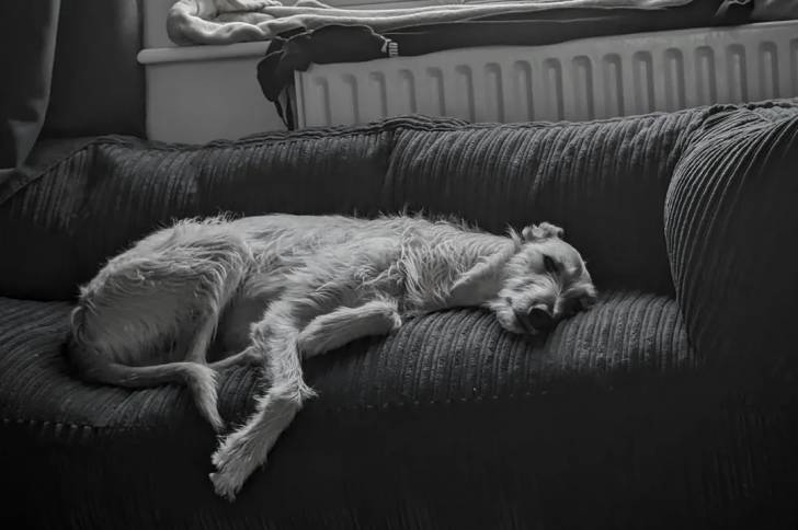 Un Lurcher allongé sur un canapé et regardant vers la caméra