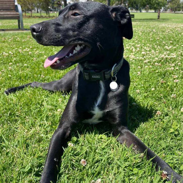 Un Lurcher allongé sur un terrain gazonné et portant un collier autour du cou