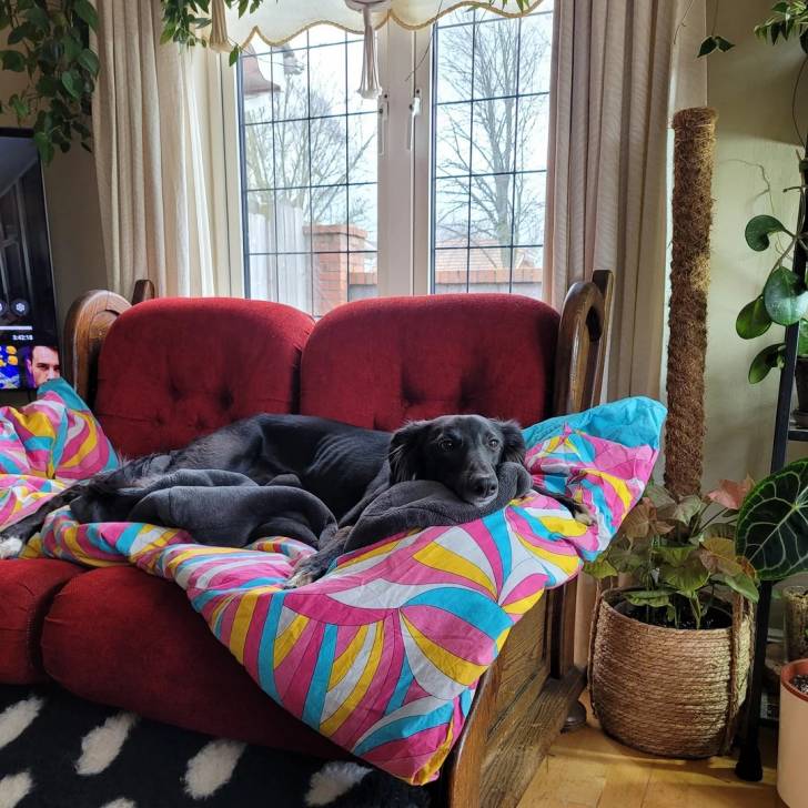 Un Lurcher allongé sur un canapé et semblant détendu 