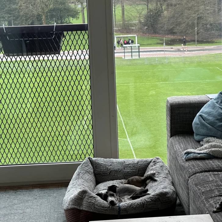 Un Lurcher allongé dans un panier et regardant vers la caméra 