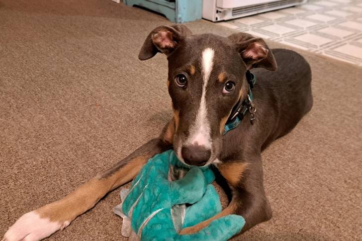 Un Lurcher allongé sur une moquette et portant un collier autour du cou