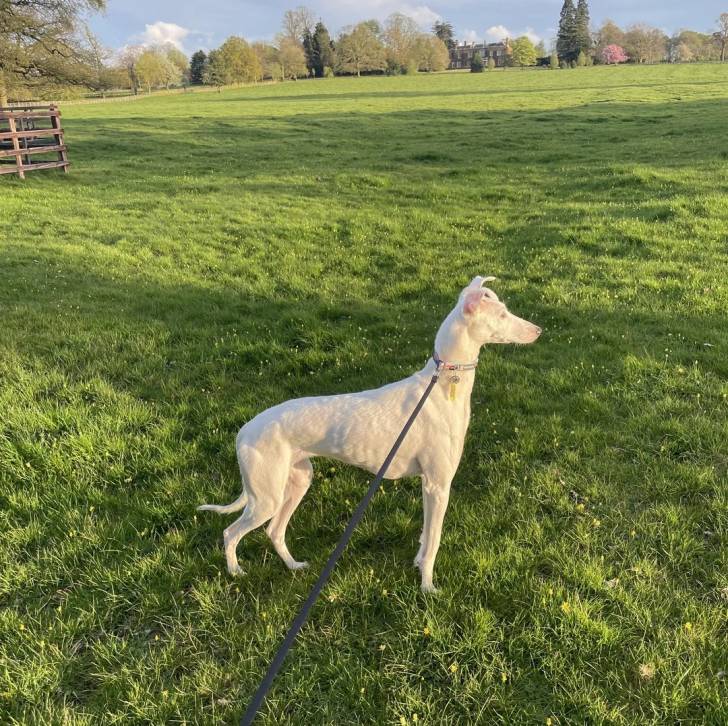 Un Lurcher sur une surface herbacée et qui est tenu en laisse 