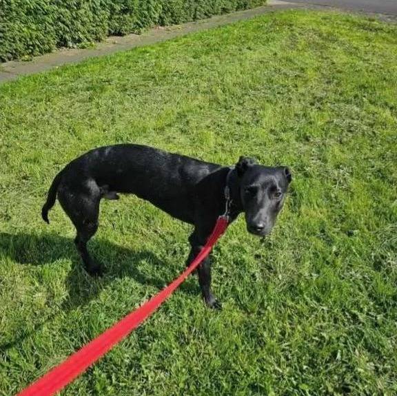 Un Lurcher sur un terrain herbeux et qui est tenu en laisse