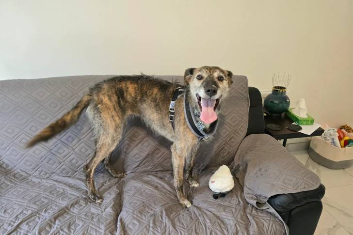 Un Lurcher sur un canapé et portant un collier autour du cou