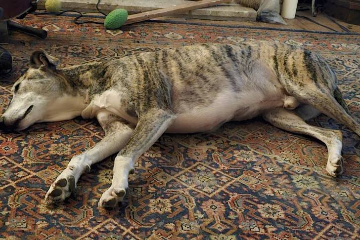 Un Lurcher allongé sur un tapis et semblant dormir 