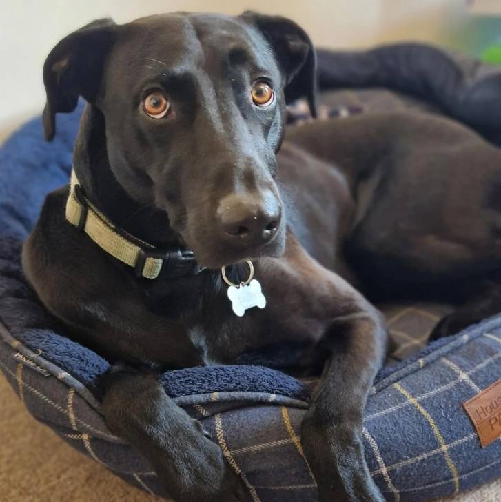 Un Lurcher allongé dans un panier et portant un collier autour du cou