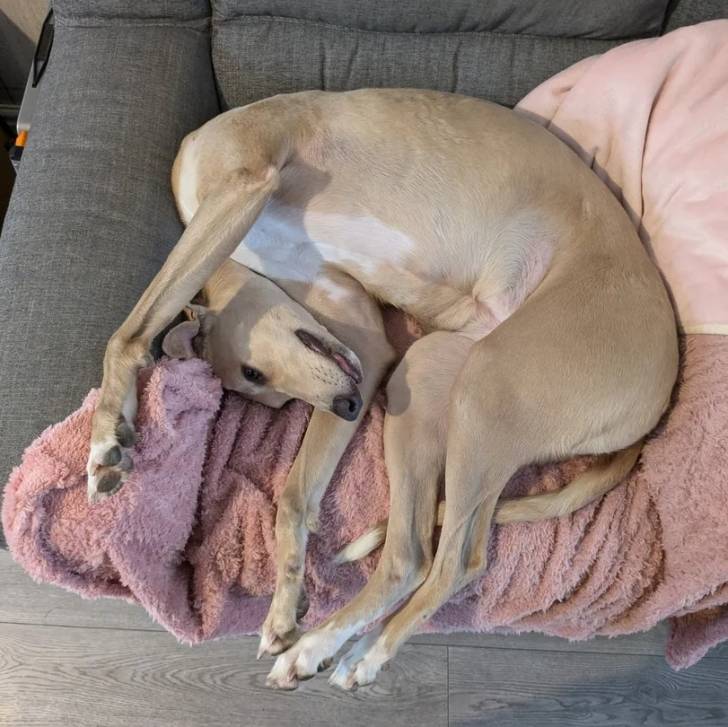 Un Lurcher allongé sur un canapé et semblant détendu 