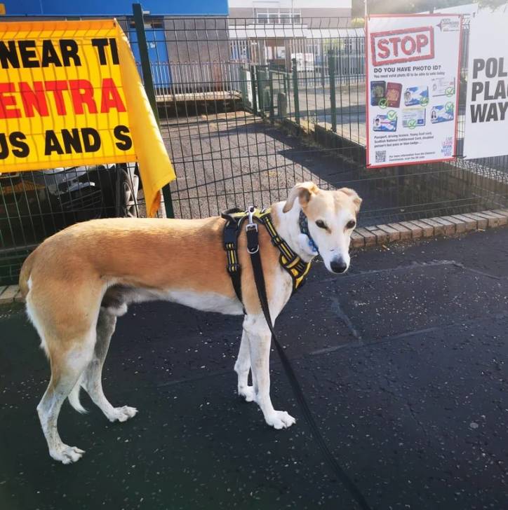 Photo Lurcher